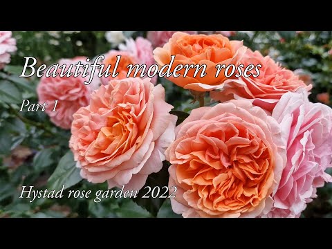 Beautiful Modern Roses Part 1 Hystad Rose Garden 2022