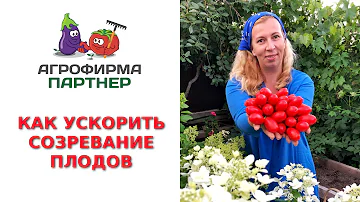 КАК УСКОРИТЬ СОЗРЕВАНИЕ ПЛОДОВ