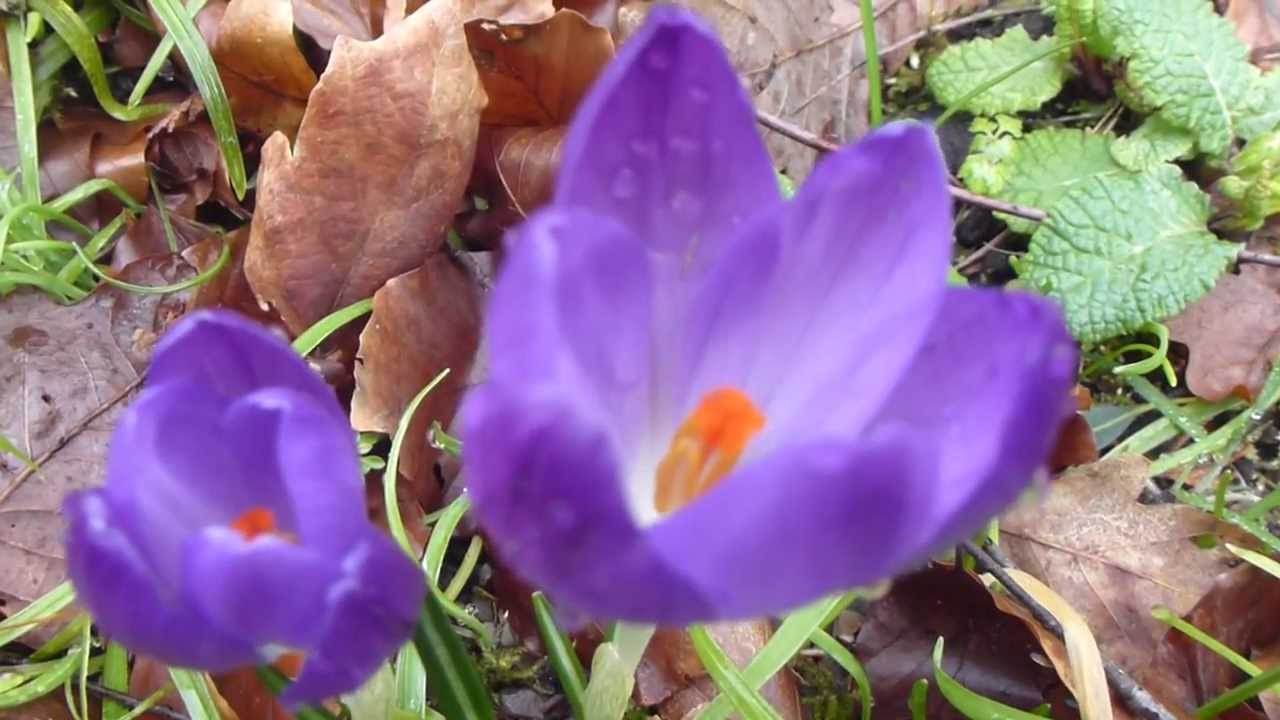Spring Crocuses  - Krókus - Dvergliljur - Vorblóm - Laukplöntur