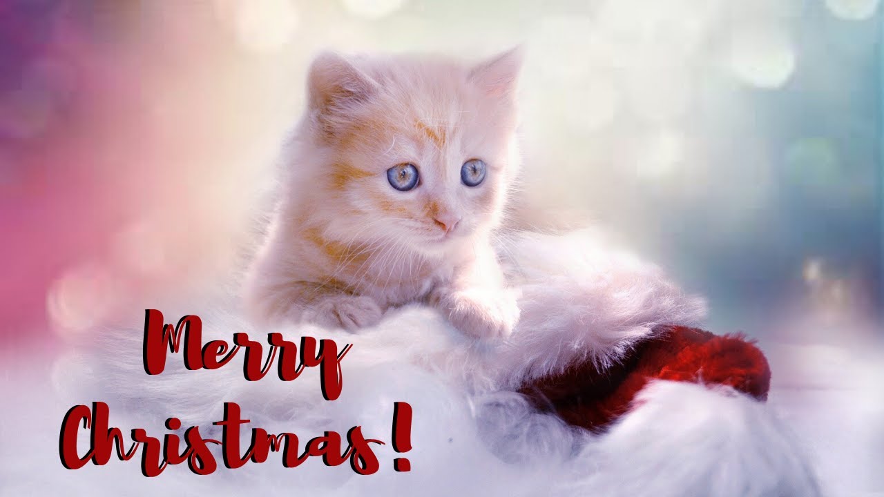 CAT COMPILATION - Funny Christmas Cats