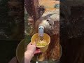 Eine wahre Freundschaft zwischen Besitzer und Otter 🦦😍