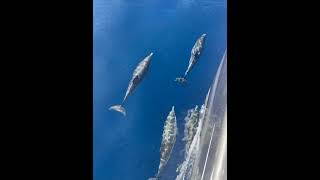 Dolphins Racing Alongside a Boat While Riding Its Bow