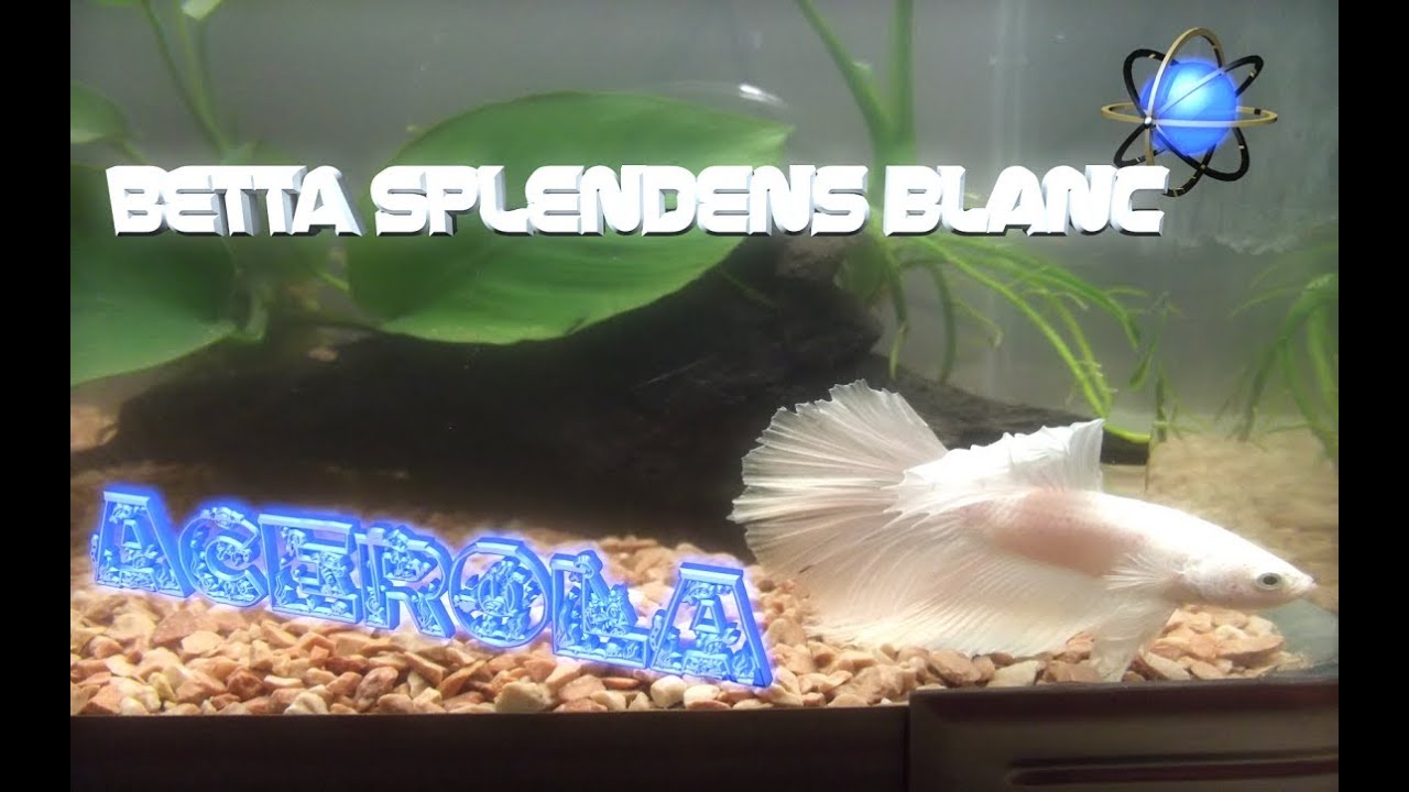 betta splendens aquarium