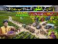 Pakistan’s Largest Grapes Farm 🍇 - World Class Farming, Harvest & Export Quality Grapes in Pakistan