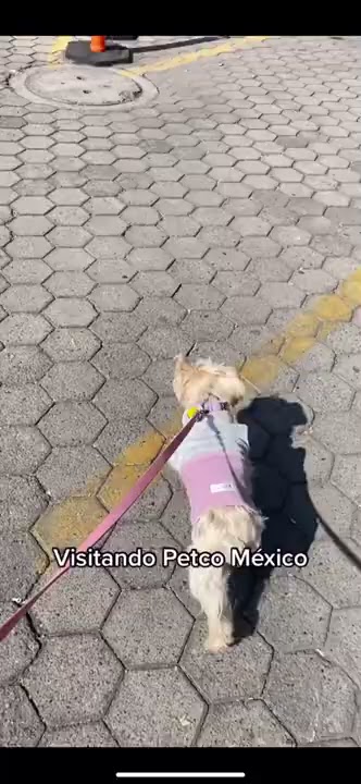 Visitando Petco 🐾 #petco #perritosfelices #guadalajara #dogmom #perroslindos #dogstagram