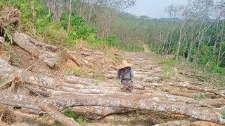 luar biasa semangatnya pemotong kayu getah kawasan berbukit [Logging truck] Malaysia.