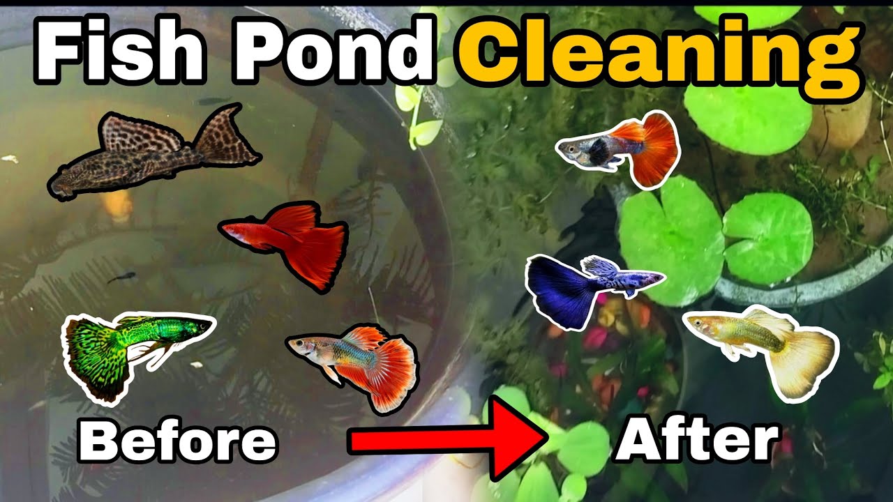 Fish Pond Cleaning ✨☘️ | Step-by-Step Guide to a Clear & Healthy Pond ✨