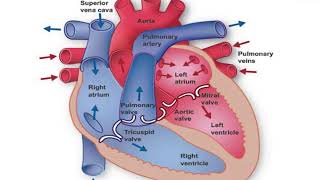 Cardiovascular System -Dr. Fatima Bani Salama