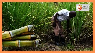 Kenya moves towards sugar self-sufficiency following leasing of four mills
