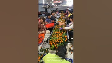The process of packing fresh mandarins