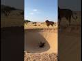 The King of Beasts, Falls into an Antlion Pit