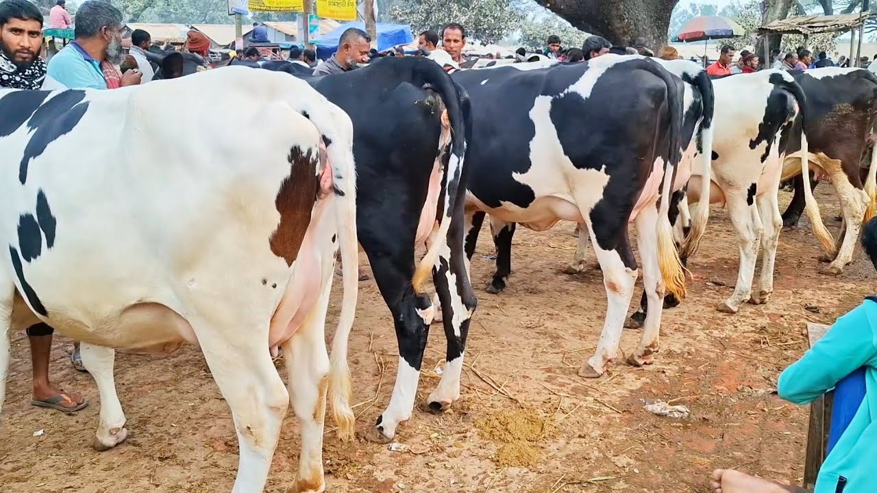 ১২/০১/২৬/ ধাপের হাট থেকে শেরা মানের ২৫_৩০ লি: দুধের পেগনেন্ট গাভী গরুর দাম দর জানুন 
