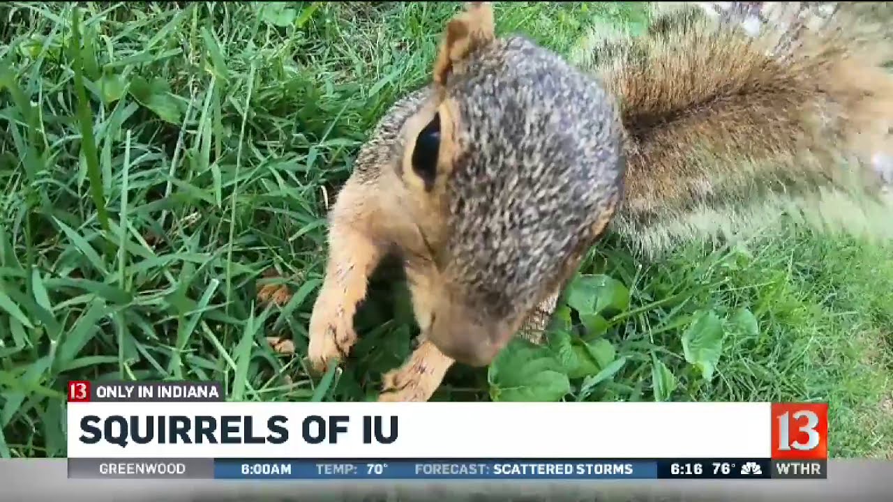 Only in Indiana Squirrels of IU YouTube
