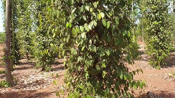 Bán đất đỏ bazan cực đẹp xã Hòa Hiệp, Xuyên Mộc 1.2ha, 300m2 tc, giá 3.6 tỷ