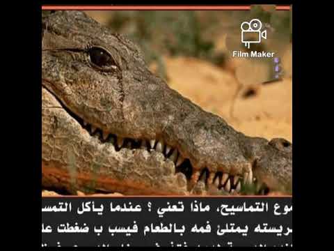 دموع التماسيح ماذا تعنى