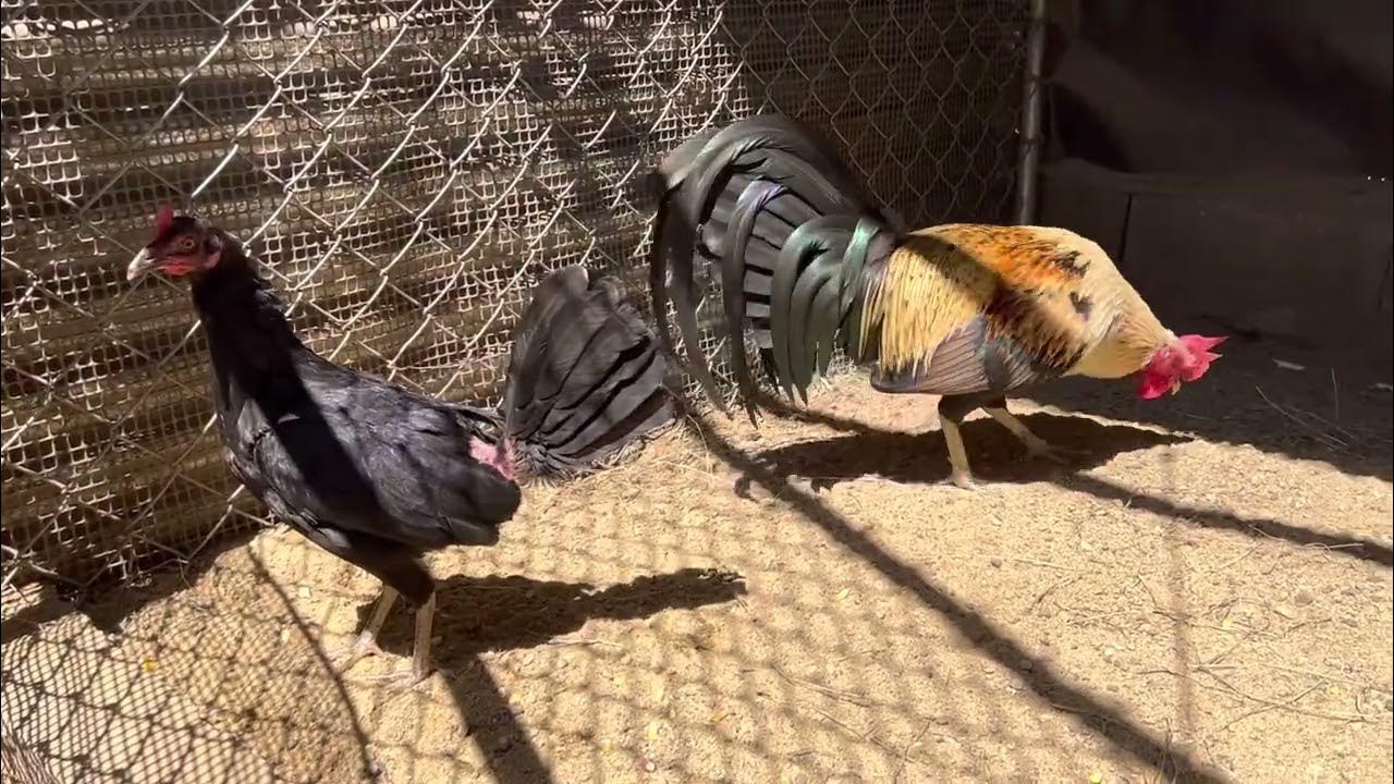 Giros prietos Black Label Line. YouTube