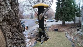 American and Lesser Goldfinch - Winter Identification