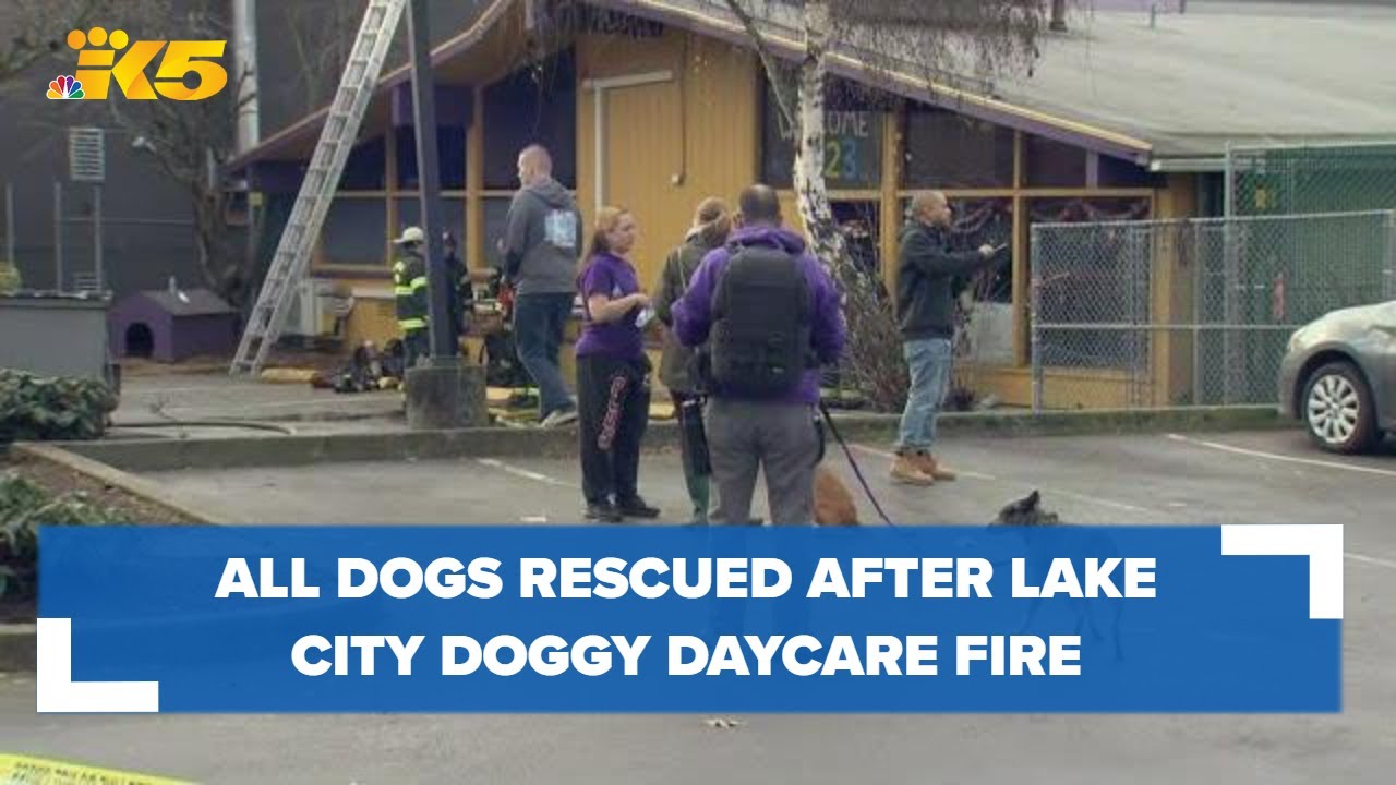 All dogs rescued after Seattle doggy daycare fire - YouTube