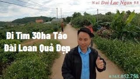 Hành Trình Đi Tìm 30ha Vườn Táo Đài Loan Quả Sai Đẹp Tại Lục Ngạn I Nui Doi Luc Ngan 98