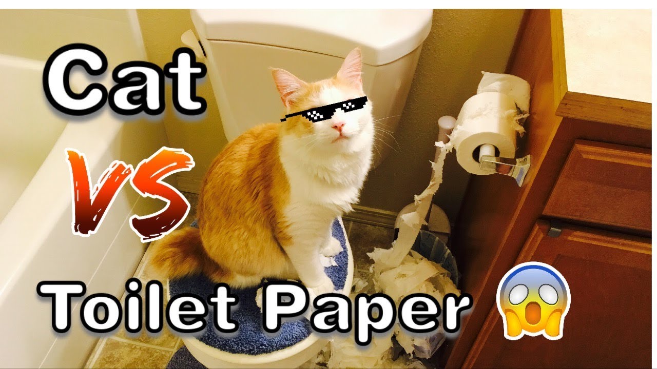 Cat Destroys Toilet Paper! YouTube