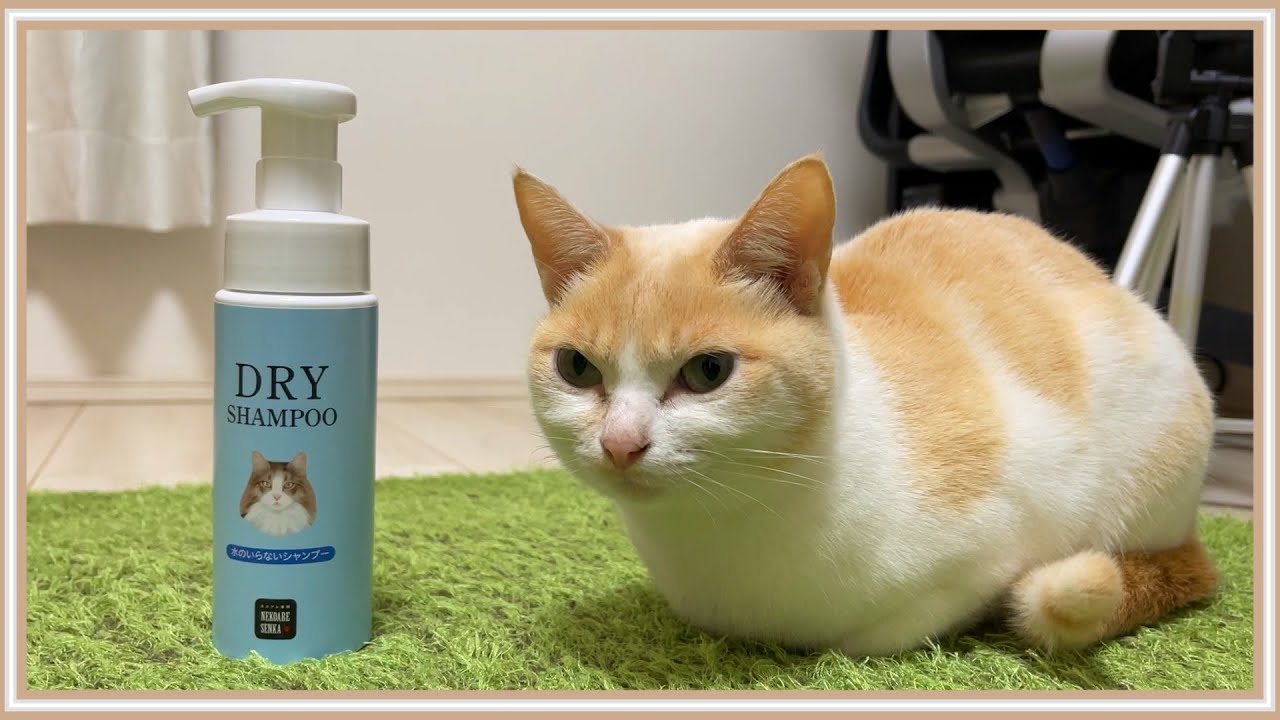 【朗報】暴れる猫にウンザリしたのでドライシャンプーを試した結果