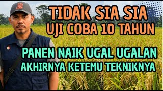 AMAZING!! THIS TECHNIQUE MAKES RICE HARVESTS RISE OUT OF 10 YEARS OF TRIALS