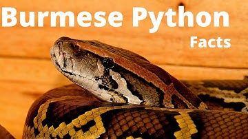 Burmese Python Facts