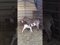 Mama June Is Doing Great! #mom #donkey #mini #beautiful #walkerfarmfam