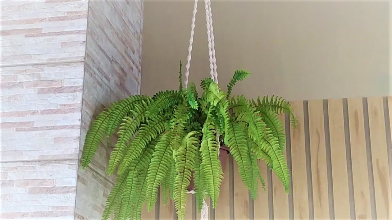 Fiz um suporte de macramê para minha samambaia!