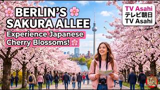 Experience Japanese Cherry Blossoms in Berlin 🌸 | TV Asahi Sakura Allee Guide