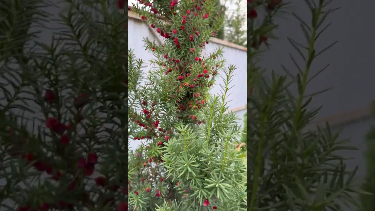 Тис ягодный