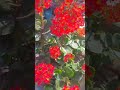 हमारे घर की बागवानी ❤️