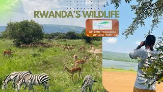 Travel vlog - First Safari in Rwandaโs Akagera National Park | Zebra, Elephant, Rhino & Hippos