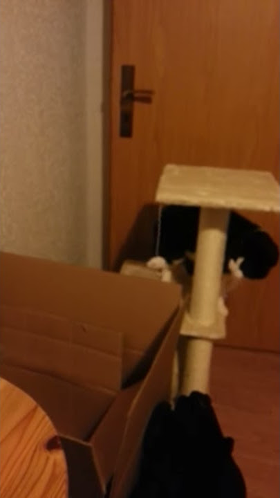 Jojo's new tree