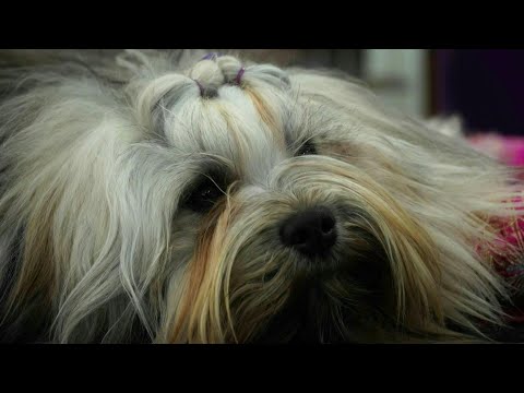 Videó: Mutt Math: Husky + Corgi