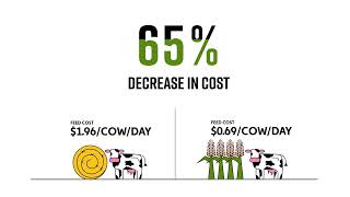 Milo Grazing | Alternative Winter Feeding Strategy