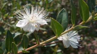 Moner Kotha Bolbo. Bangla adhunik song