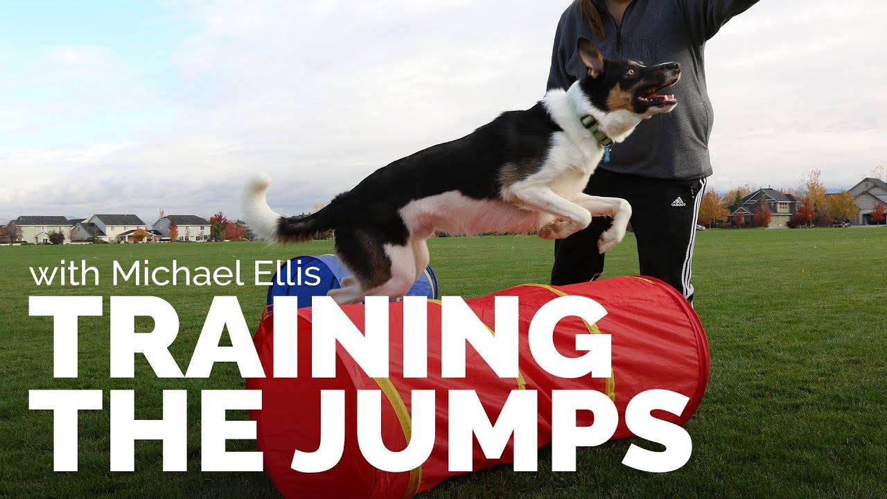 puppy paradise Training the Jumps with Michael Ellis I Trailer