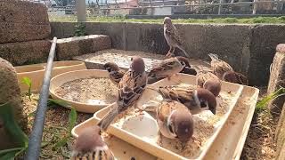 HSP20240314 Part 2: Sparrow Park where misbehaving sparrows are punished...(for work/sleep)