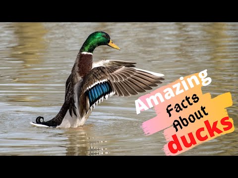 Top 10 Amazing Facts About Ducks