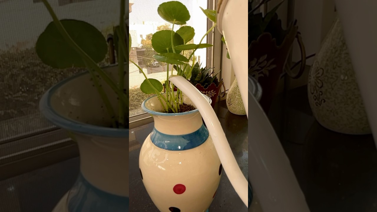 Indoor Plants Grow & Decor In Classical Pots 