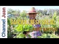 How to Make a Fresh Garden Salad - Very simple from first harvest