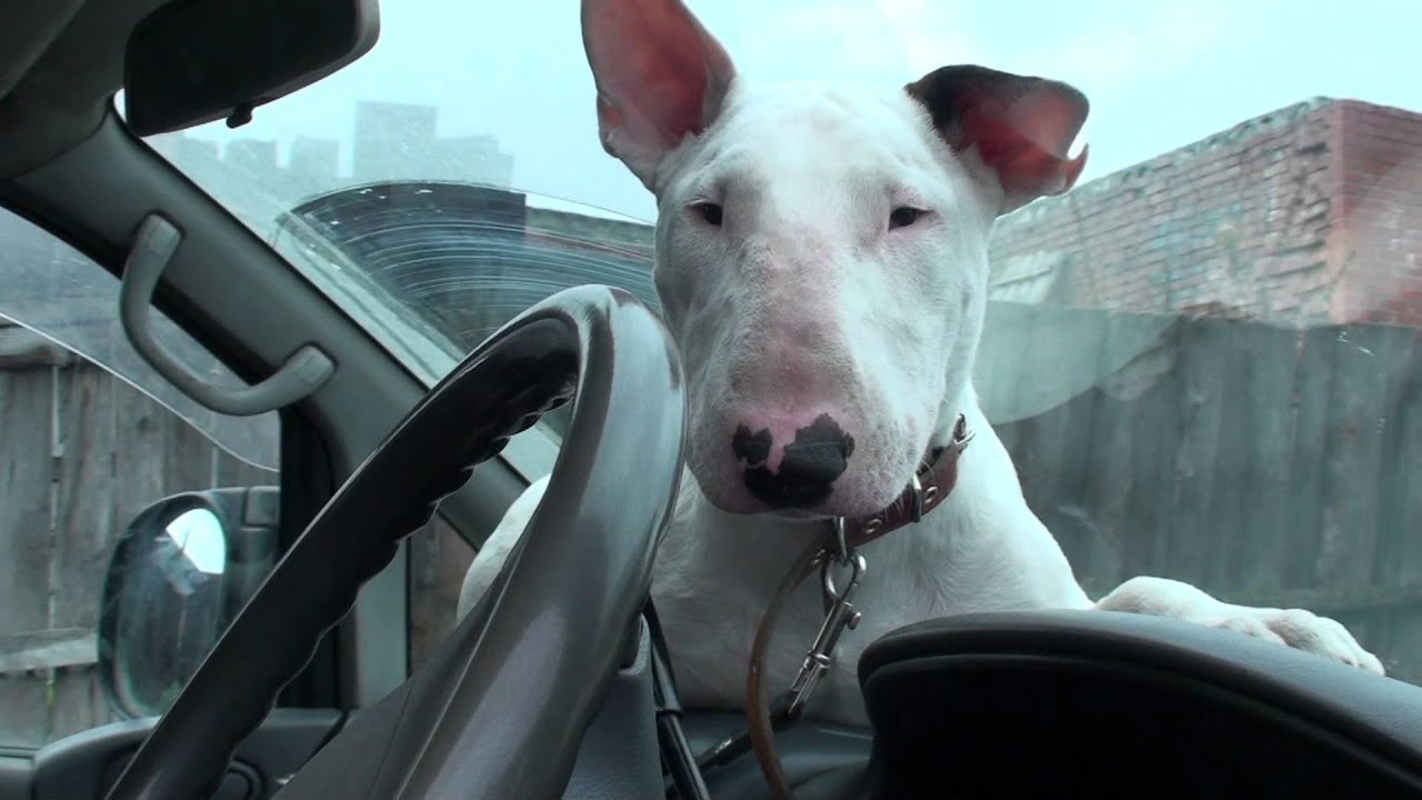 Image result for Bull Terrier собака в машине
