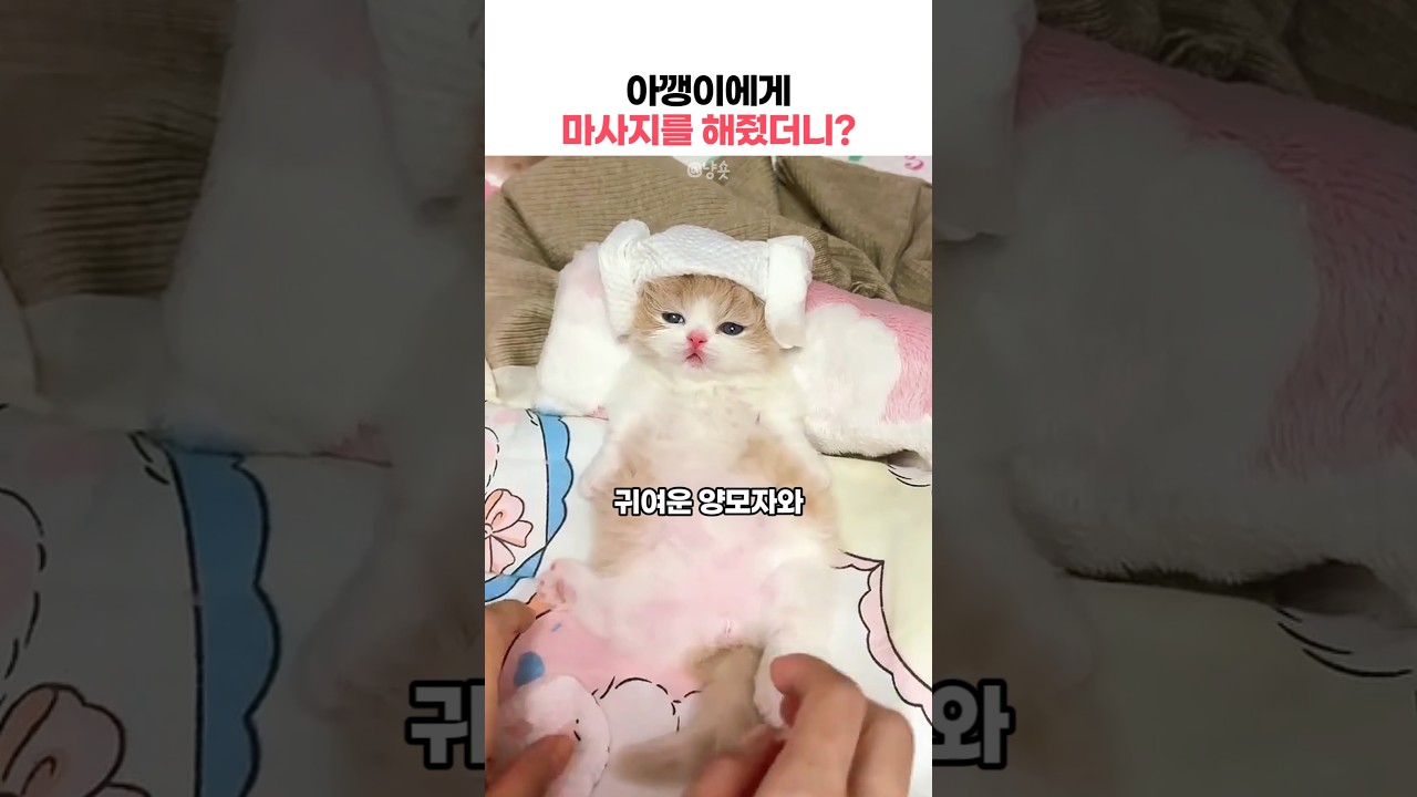 집사가 마사지를 해줬더니 잠이 솔솔 오는 아깽이 #아기고양이