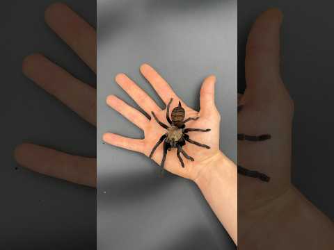 Baby Giant Tarantula