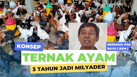 Konsep ternak ayam supaya sukses ala Pak Bayu BSM | Ternak ayam organik