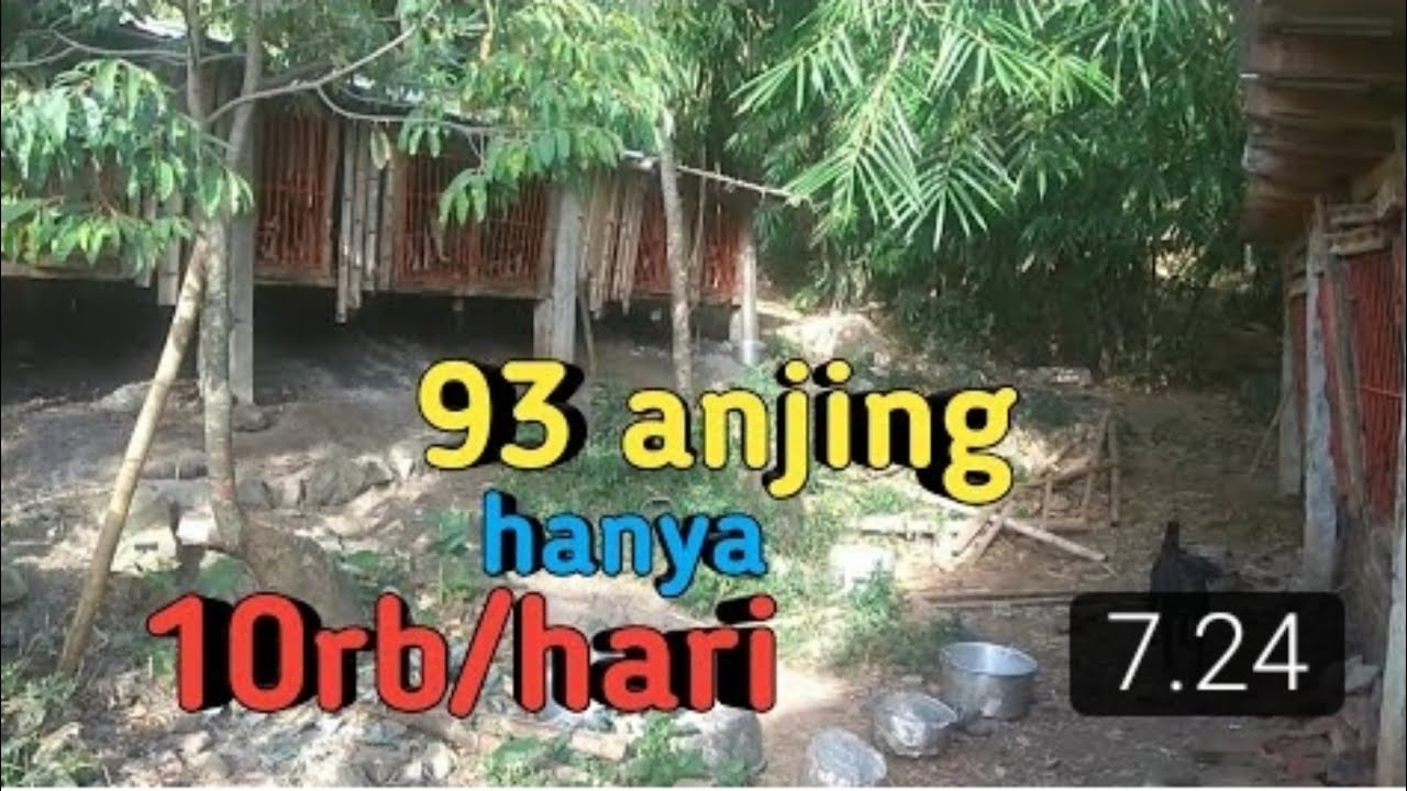 Makanan anjing kampung