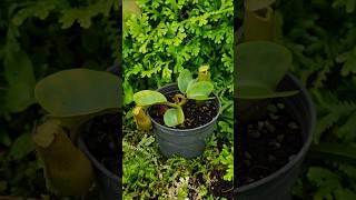 D4 Nepenthes truncata 260504