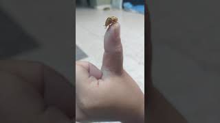 Biggest Ladybug In The World