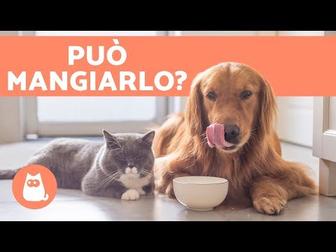 Video: I Cani Possono Essere Nutriti Con Cibo Per Gatti?